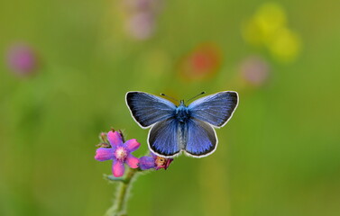 Glaucopsyche  alexis  1162