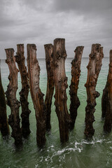 Cut Trees in Front of Saint-Malo in Brittany to Break the Surf, France