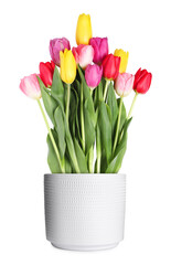 Beautiful colorful tulips blooming in ceramic cachepot isolated on white