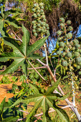 Castor bean plantation in northeastern Brazil. This plant is a viable option in the northeastern semi-arid region as a crop and income for the manufacture of oil and biodiesel.