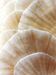 A mesmerizing close-up of delicate, overlapping seashells in soft neutral tones. The intricate patterns and subtle textures highlight organic beauty, creating a serene and elegant visual composition.