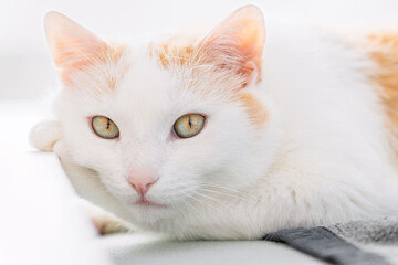 Süße Wickie Katze an Bettkante