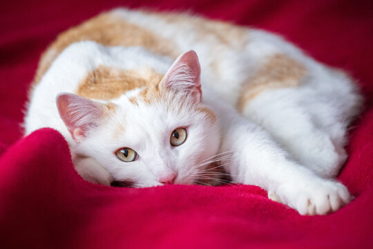 S&uuml;&szlig;e Wickie Katze auf roter Decke