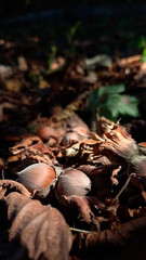 Hazelnut on a warm autumn background. Dry autumn leaves.