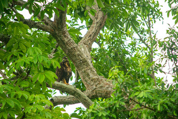 Majestic Bird Resting on a Tree in Lush Greenery of Rincon del Mar, Sucre, Colombia