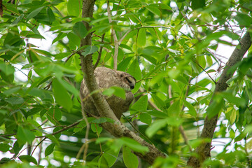 Sloth Resting Among Tropical Greenery in Rincon del Mar, Sucre, Colombia
