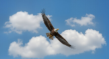 Fototapeta premium Bald eagle soaring in a blue sky with clouds