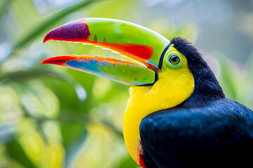 Close-up Portrait of Keel-billed Toucan (Ramphastos sulfuratus) in Costa Rica