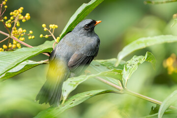 Dorsal View of Black-faced Solitaire (Myadestes melanops) Feeding in Fruiting Bush in Costa Rica