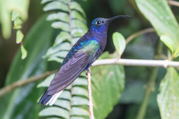 Male Violet Sabrewing (Campylopterus hemileucurus) Hummingbird in Costa Rica
