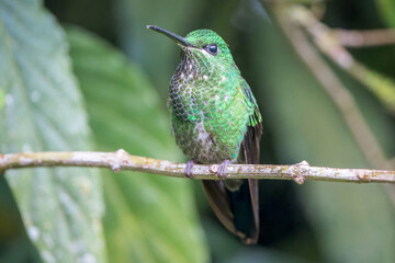 Female Green-crowned Brilliant (Heliodoxa jacula) Hummingbird of Costa Rica