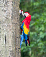 Scarlet Macaws (Ara macao) Bonding at Nest Cavity in Costa Rica