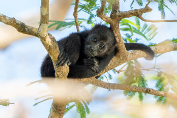 Baby Howler Monkey (Alouatta palliata) in Costa Rican Rainforest