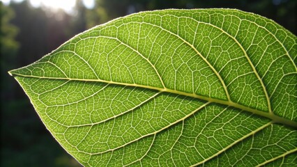 Obraz premium Emotional inspirational text. Emotional inspirational leaf texture with mindfulness quotes, showcasing intricate veins and a calming vibe. Calm Mindfulness Quotes.