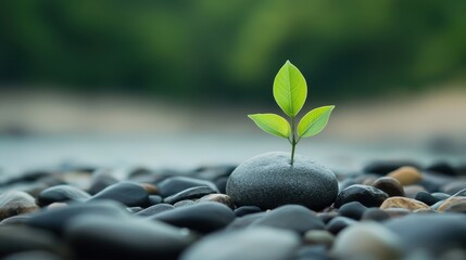 A small green plant is growing on a rock
