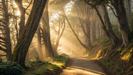 Emotional inspirational text. Emotional image featuring inspiring quotes on a serene forest path illuminated by sunlight. Calm Mindfulness Quotes.