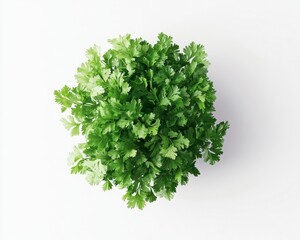 Fototapeta premium Fresh Cilantro Herb Bunch