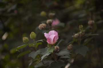 咲き始めた芙蓉の花