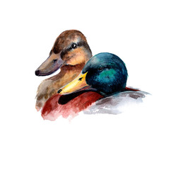 Farm, a married pair of ducks, watercolor illustration