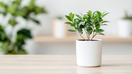 Small Plant in White Pot on Light Wood Table