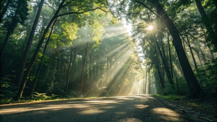 Naklejka premium Emotional inspirational text. Emotional nature image featuring sunlight filtering through a forest canopy with mindfulness quotes for inspiration. Calm Mindfulness Quotes.