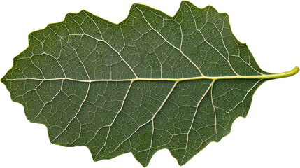 Fototapeta premium Explore the intricate details of this vibrant green leaf, showcasing its delicate veins and jagged edges against a stark black backdrop, capturing the essence of nature's artistry Discover the beauty