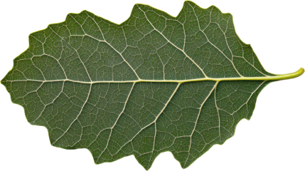 Explore the intricate details of this vibrant green leaf, showcasing its delicate veins and jagged edges against a stark black backdrop, capturing the essence of nature's artistry Discover the beauty