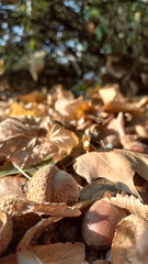 Acorn on a warm autumn background. Dry autumn leaves.