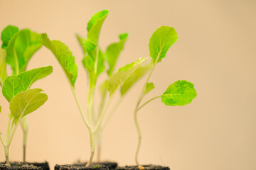Fototapeta premium Vegetables seedlings.seedlings of kohlrabi in Soil Pots on a beige wall background in the sun.Growing vegetables in garden.Agriculture and organic farming.seedlings with root system set 