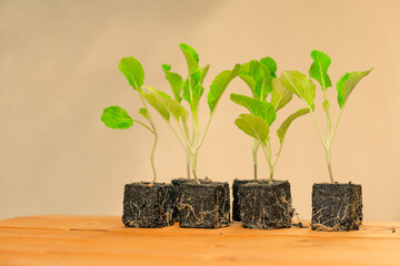 seedlings of kohlrabi in Soil Pots on a beige wall background in the sun.Growing vegetables in garden.Agriculture and organic farming.seedlings with root system set on wooden table