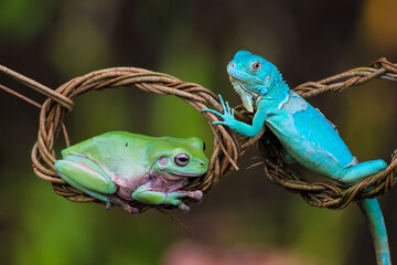 Green Frog and Blue Iguana on Twisted Vine – A Unique Wildlife Encounter