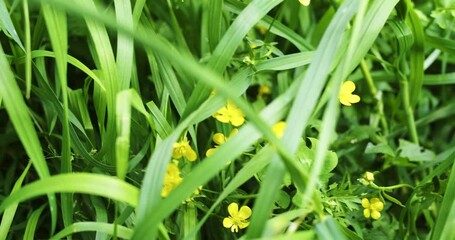 Nest of colorful Easter Eggs hidden tall grass found during Easter Egg hunt search.