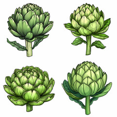 Artichokes with layered petals various angles and perspectives, showcasing their green hues and