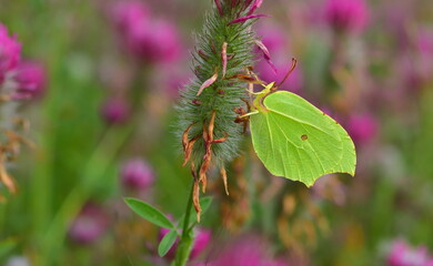 Gonepteryx rhamni 1156