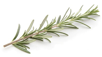 Fototapeta premium A sprig of fresh rosemary herb isolated on white background