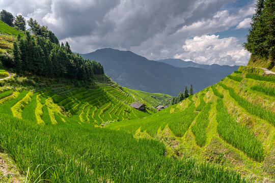 Yao Village Dazhai, Longsheng, near town of Guilin, Guangxi, China. Farmhouses in highlands of China