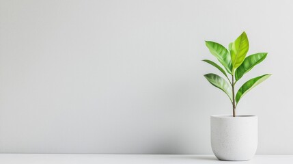 Minimalist plant in simple white pot on white wall. Suitable for home decor, background