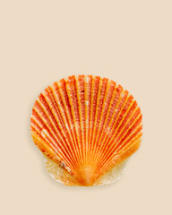 Closeup bright orange seashell on light beige background. Beautiful natural small Shell scallop...