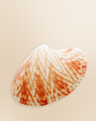 Close up coral color seashell on beige background with sun glare. Beautiful natural Shell of mollusk pastel colored summer photo, ocean and sea life design, organic shape and macro textural details