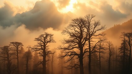 Silhouette Trees in Foggy Forest at Sunset