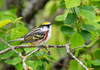 Male Chestnut-sided Warbler