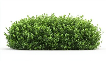 Fototapeta premium Lush Green Bush Isolated View