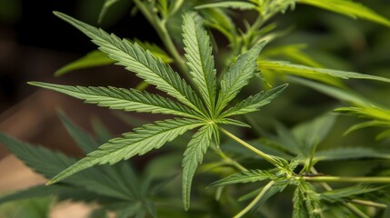 Close-up of vibrant green cannabis leaves with natural sunlight filtering through the foliage