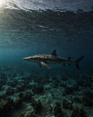 Fototapeta premium Starving Hammerhead Shark in Empty Ocean – Marine Ecosystem Collapse
