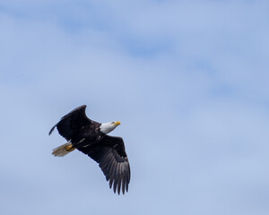 Alaskan bald eagle soaring through the blue sky.
