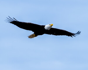 Majestic Alaskan bald eagle soaring through a clear blue sky.