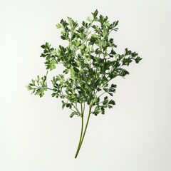 Obraz premium Fresh Green Parsley Leaf