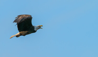 Bald eagle in flight against a blue sky.