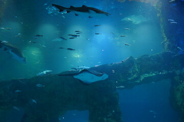 水族館の生き物たち