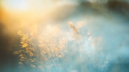 Obraz premium A beautifully soft focus photograph presents tall grass gracefully illuminated by warm sunlight, set against a misty and enchanting backdrop during the early hours of a tranquil morning